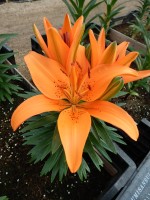 [5027 TinyInvader No02.JPG]